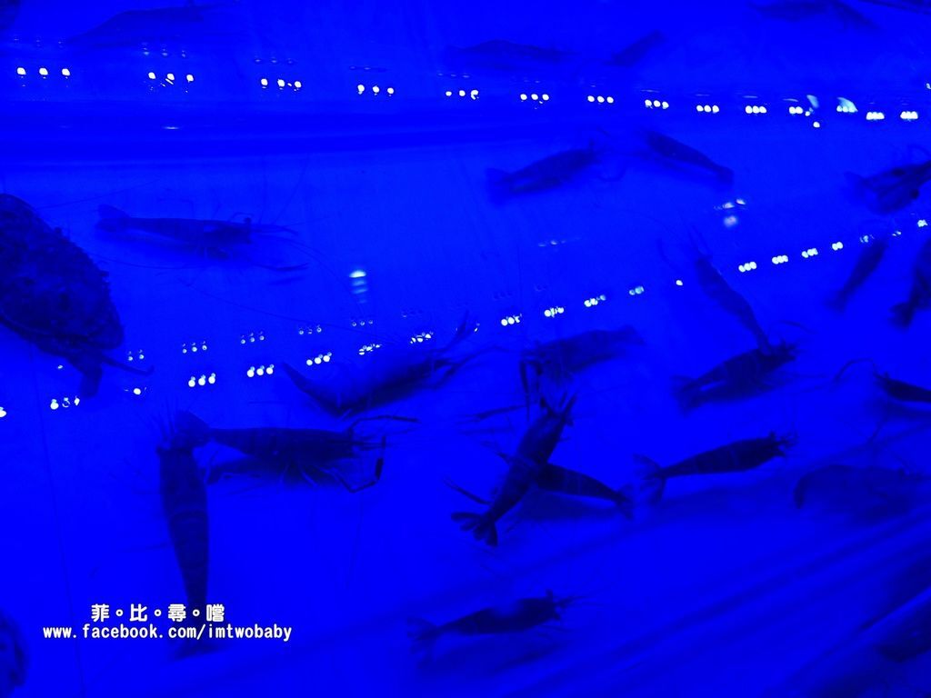 海寶城複合式碳烤 新北五股店 水道活海鮮/碳烤/火鍋吃到飽 泰國蝦、泥鰍、活魚、螃蟹各式高檔海鮮現撈現烤吃爽爽! @兔貝比的菲比尋嚐 海寶城複合式碳烤 新北五股店 水道活海鮮/碳烤/火鍋吃到飽 泰國蝦、泥鰍、活魚、螃蟹各式高檔海鮮現撈現烤吃爽爽! @兔貝比的菲比尋嚐