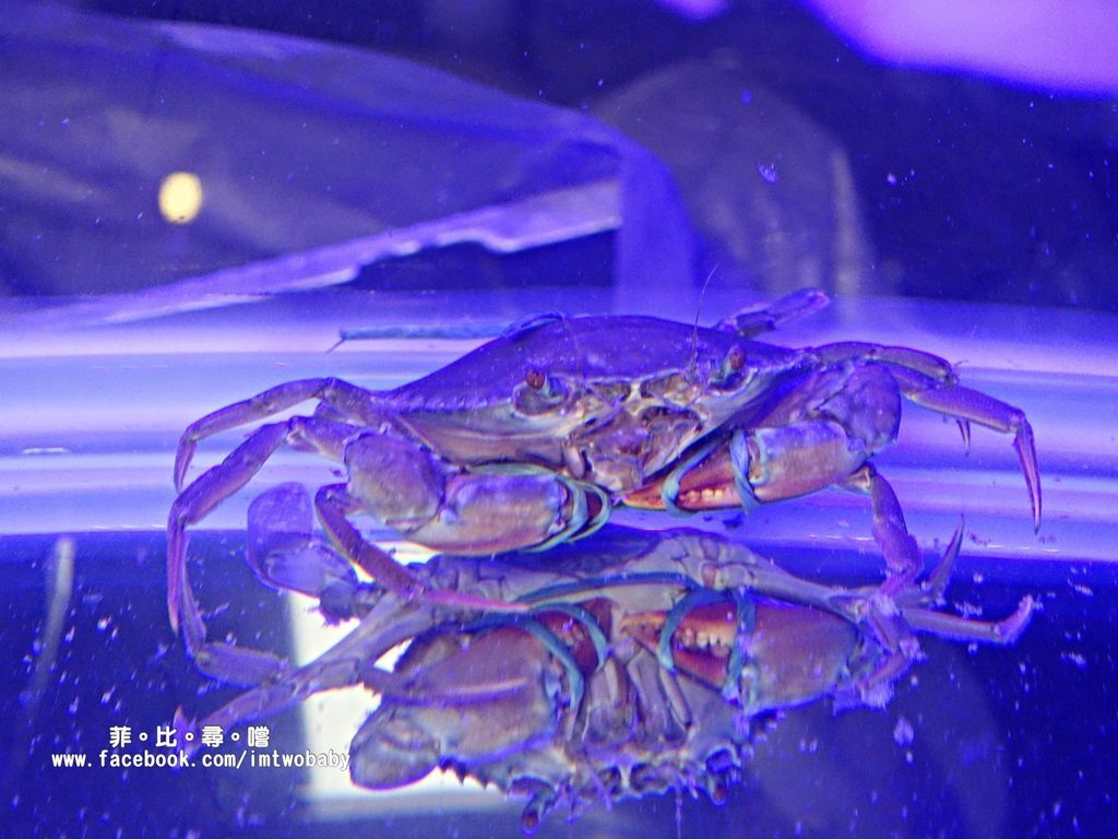 海寶城複合式碳烤 新北五股店 水道活海鮮/碳烤/火鍋吃到飽 泰國蝦、泥鰍、活魚、螃蟹各式高檔海鮮現撈現烤吃爽爽! @兔貝比的菲比尋嚐 海寶城複合式碳烤 新北五股店 水道活海鮮/碳烤/火鍋吃到飽 泰國蝦、泥鰍、活魚、螃蟹各式高檔海鮮現撈現烤吃爽爽! @兔貝比的菲比尋嚐