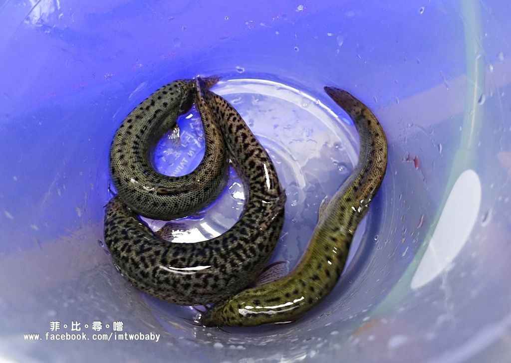 海寶城複合式碳烤 新北五股店 水道活海鮮/碳烤/火鍋吃到飽 泰國蝦、泥鰍、活魚、螃蟹各式高檔海鮮現撈現烤吃爽爽! @兔貝比的菲比尋嚐 海寶城複合式碳烤 新北五股店 水道活海鮮/碳烤/火鍋吃到飽 泰國蝦、泥鰍、活魚、螃蟹各式高檔海鮮現撈現烤吃爽爽! @兔貝比的菲比尋嚐