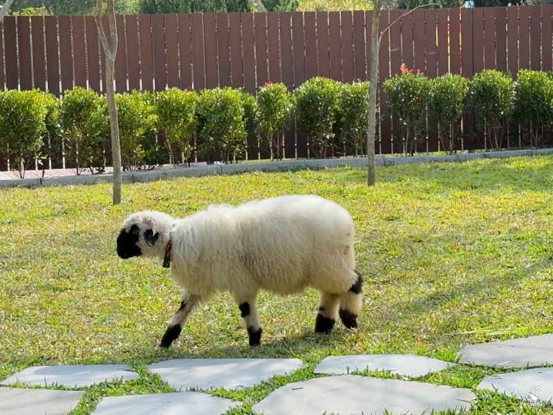 南投埔里景點|水与松萌萌園 零距離跟可愛動物互動與餵食 門票還送小點心! @兔貝比的菲比尋嚐 南投埔里景點|水与松萌萌園 零距離跟可愛動物互動與餵食 門票還送小點心! @兔貝比的菲比尋嚐