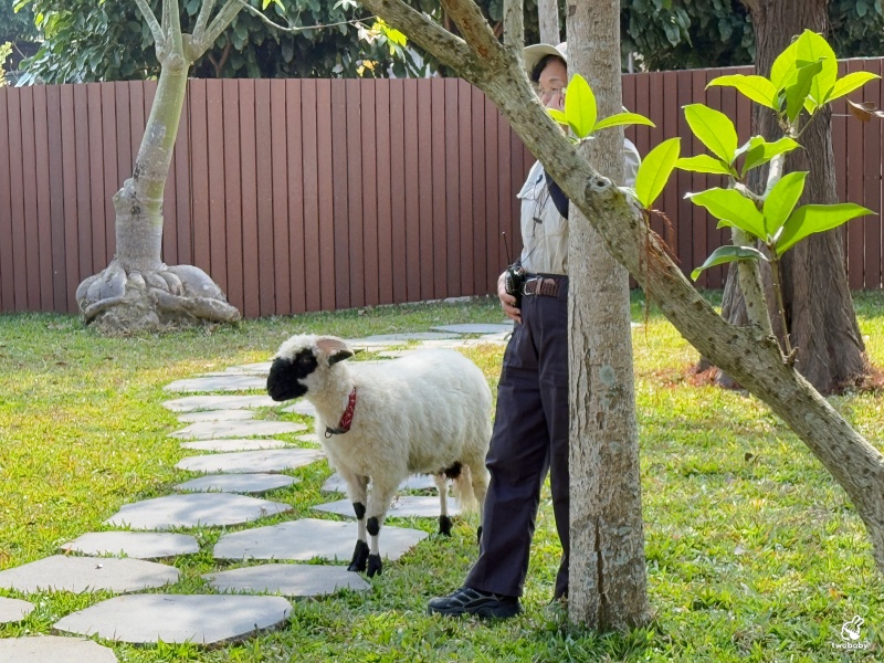 南投埔里景點｜水与松萌萌園 零距離跟可愛動物互動與餵食 門票還送小點心！ @兔貝比的菲比尋嚐