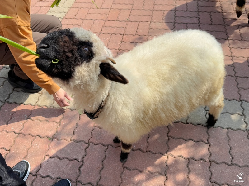 南投埔里景點|水与松萌萌園 零距離跟可愛動物互動與餵食 門票還送小點心! @兔貝比的菲比尋嚐 南投埔里景點|水与松萌萌園 零距離跟可愛動物互動與餵食 門票還送小點心! @兔貝比的菲比尋嚐