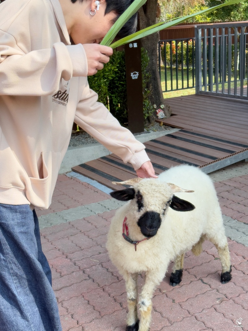 南投埔里景點｜水与松萌萌園 零距離跟可愛動物互動與餵食 門票還送小點心！ @兔貝比的菲比尋嚐
