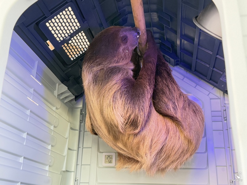 南投埔里景點|水与松萌萌園 零距離跟可愛動物互動與餵食 門票還送小點心! @兔貝比的菲比尋嚐 南投埔里景點|水与松萌萌園 零距離跟可愛動物互動與餵食 門票還送小點心! @兔貝比的菲比尋嚐