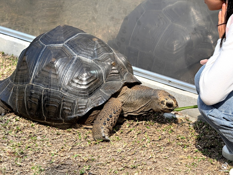 南投埔里景點|水与松萌萌園 零距離跟可愛動物互動與餵食 門票還送小點心! @兔貝比的菲比尋嚐 南投埔里景點|水与松萌萌園 零距離跟可愛動物互動與餵食 門票還送小點心! @兔貝比的菲比尋嚐