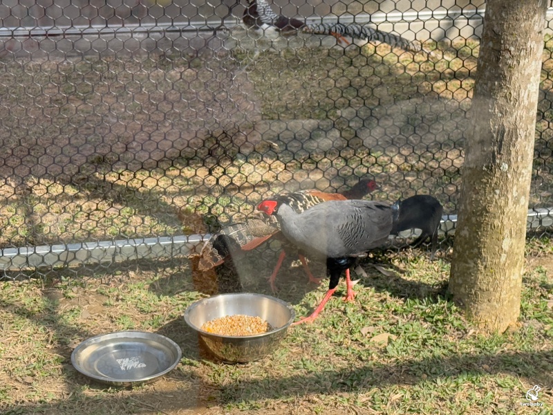 南投埔里景點|水与松萌萌園 零距離跟可愛動物互動與餵食 門票還送小點心! @兔貝比的菲比尋嚐 南投埔里景點|水与松萌萌園 零距離跟可愛動物互動與餵食 門票還送小點心! @兔貝比的菲比尋嚐