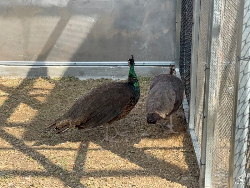 南投埔里景點|水与松萌萌園 零距離跟可愛動物互動與餵食 門票還送小點心! @兔貝比的菲比尋嚐 南投埔里景點|水与松萌萌園 零距離跟可愛動物互動與餵食 門票還送小點心! @兔貝比的菲比尋嚐
