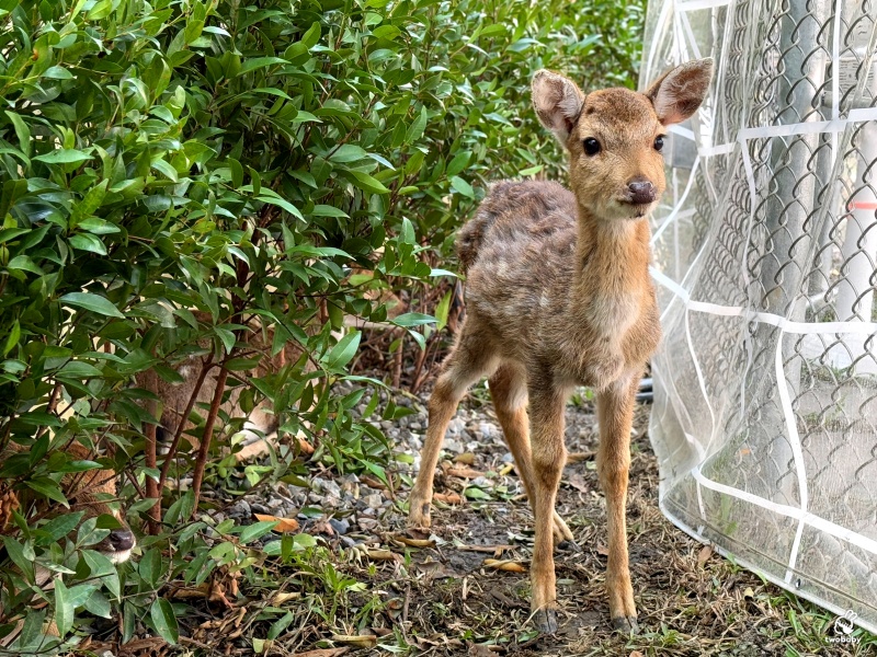 南投埔里景點|水与松萌萌園 零距離跟可愛動物互動與餵食 門票還送小點心! @兔貝比的菲比尋嚐 南投埔里景點|水与松萌萌園 零距離跟可愛動物互動與餵食 門票還送小點心! @兔貝比的菲比尋嚐