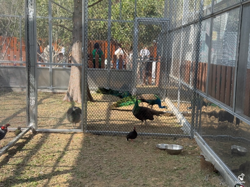南投埔里景點|水与松萌萌園 零距離跟可愛動物互動與餵食 門票還送小點心! @兔貝比的菲比尋嚐 南投埔里景點|水与松萌萌園 零距離跟可愛動物互動與餵食 門票還送小點心! @兔貝比的菲比尋嚐
