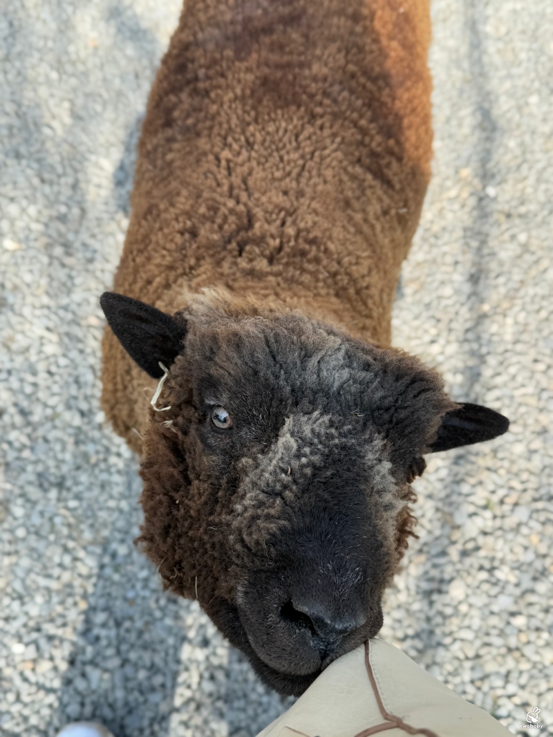 南投埔里景點|水与松萌萌園 零距離跟可愛動物互動與餵食 門票還送小點心! @兔貝比的菲比尋嚐 南投埔里景點|水与松萌萌園 零距離跟可愛動物互動與餵食 門票還送小點心! @兔貝比的菲比尋嚐