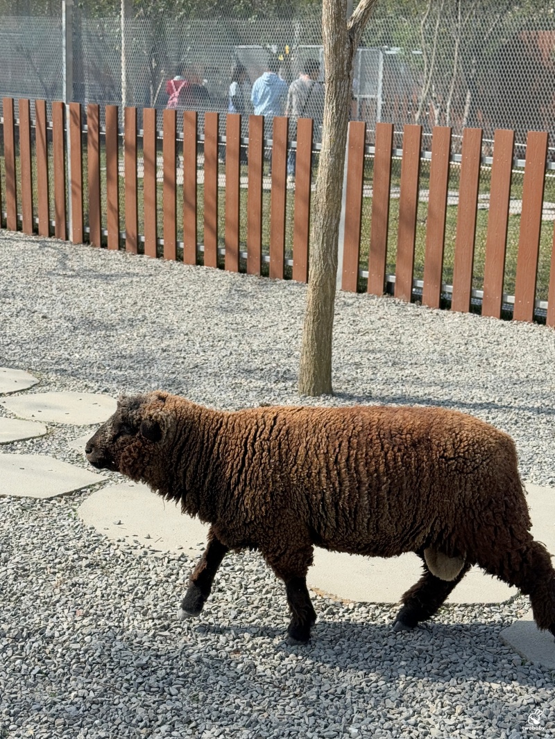 南投埔里景點|水与松萌萌園 零距離跟可愛動物互動與餵食 門票還送小點心! @兔貝比的菲比尋嚐 南投埔里景點|水与松萌萌園 零距離跟可愛動物互動與餵食 門票還送小點心! @兔貝比的菲比尋嚐