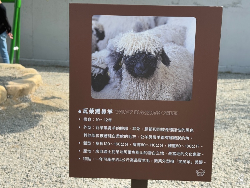 南投埔里景點|水与松萌萌園 零距離跟可愛動物互動與餵食 門票還送小點心! @兔貝比的菲比尋嚐 南投埔里景點|水与松萌萌園 零距離跟可愛動物互動與餵食 門票還送小點心! @兔貝比的菲比尋嚐