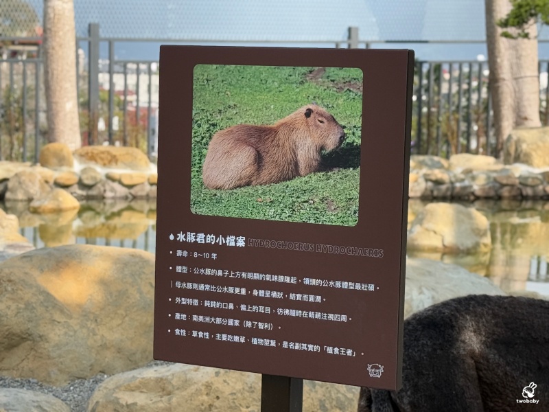 南投埔里景點｜水与松萌萌園 零距離跟可愛動物互動與餵食 門票還送小點心！ @兔貝比的菲比尋嚐