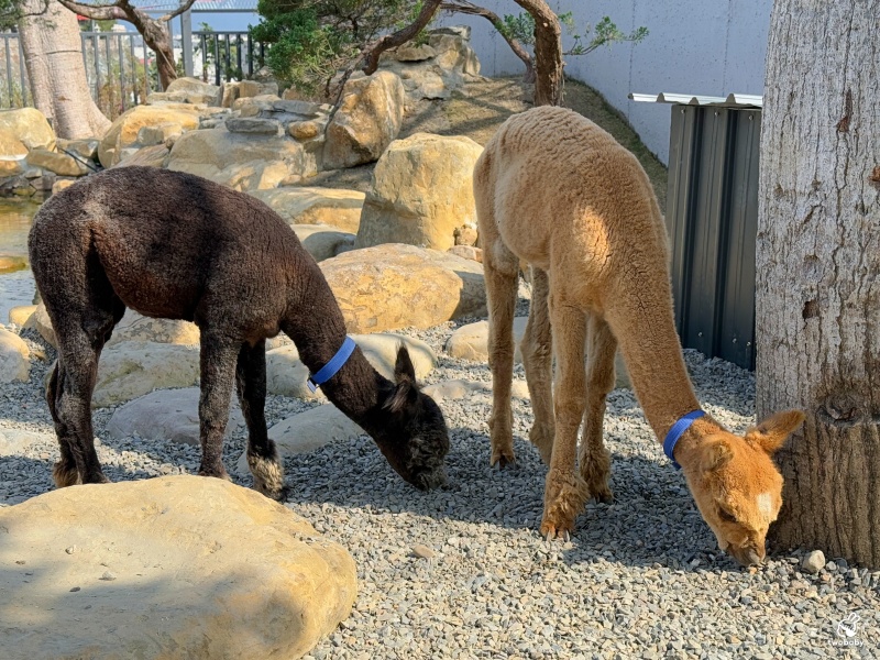 南投埔里景點|水与松萌萌園 零距離跟可愛動物互動與餵食 門票還送小點心! @兔貝比的菲比尋嚐 南投埔里景點|水与松萌萌園 零距離跟可愛動物互動與餵食 門票還送小點心! @兔貝比的菲比尋嚐