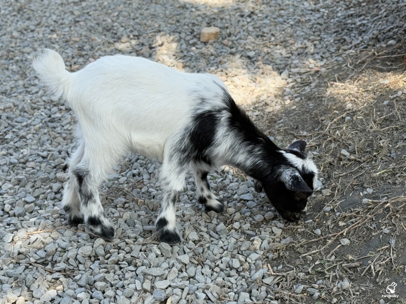 南投埔里景點|水与松萌萌園 零距離跟可愛動物互動與餵食 門票還送小點心! @兔貝比的菲比尋嚐 南投埔里景點|水与松萌萌園 零距離跟可愛動物互動與餵食 門票還送小點心! @兔貝比的菲比尋嚐