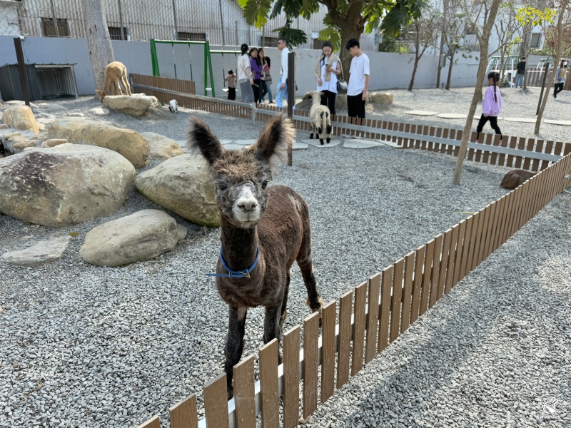 南投埔里景點|水与松萌萌園 零距離跟可愛動物互動與餵食 門票還送小點心! @兔貝比的菲比尋嚐 南投埔里景點|水与松萌萌園 零距離跟可愛動物互動與餵食 門票還送小點心! @兔貝比的菲比尋嚐