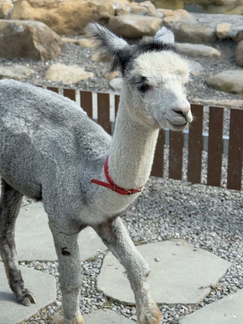 南投埔里景點|水与松萌萌園 零距離跟可愛動物互動與餵食 門票還送小點心! @兔貝比的菲比尋嚐 南投埔里景點|水与松萌萌園 零距離跟可愛動物互動與餵食 門票還送小點心! @兔貝比的菲比尋嚐