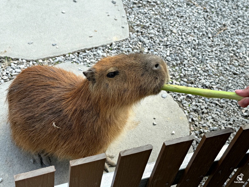南投埔里景點|水与松萌萌園 零距離跟可愛動物互動與餵食 門票還送小點心! @兔貝比的菲比尋嚐 南投埔里景點|水与松萌萌園 零距離跟可愛動物互動與餵食 門票還送小點心! @兔貝比的菲比尋嚐
