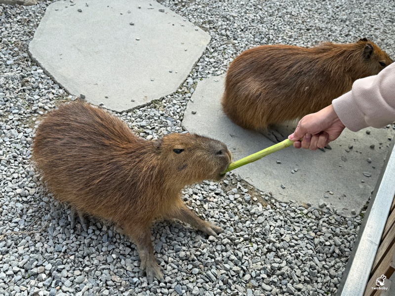 南投埔里景點|水与松萌萌園 零距離跟可愛動物互動與餵食 門票還送小點心! @兔貝比的菲比尋嚐 南投埔里景點|水与松萌萌園 零距離跟可愛動物互動與餵食 門票還送小點心! @兔貝比的菲比尋嚐