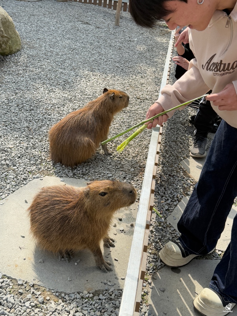 南投埔里景點｜水与松萌萌園 零距離跟可愛動物互動與餵食 門票還送小點心！ @兔貝比的菲比尋嚐