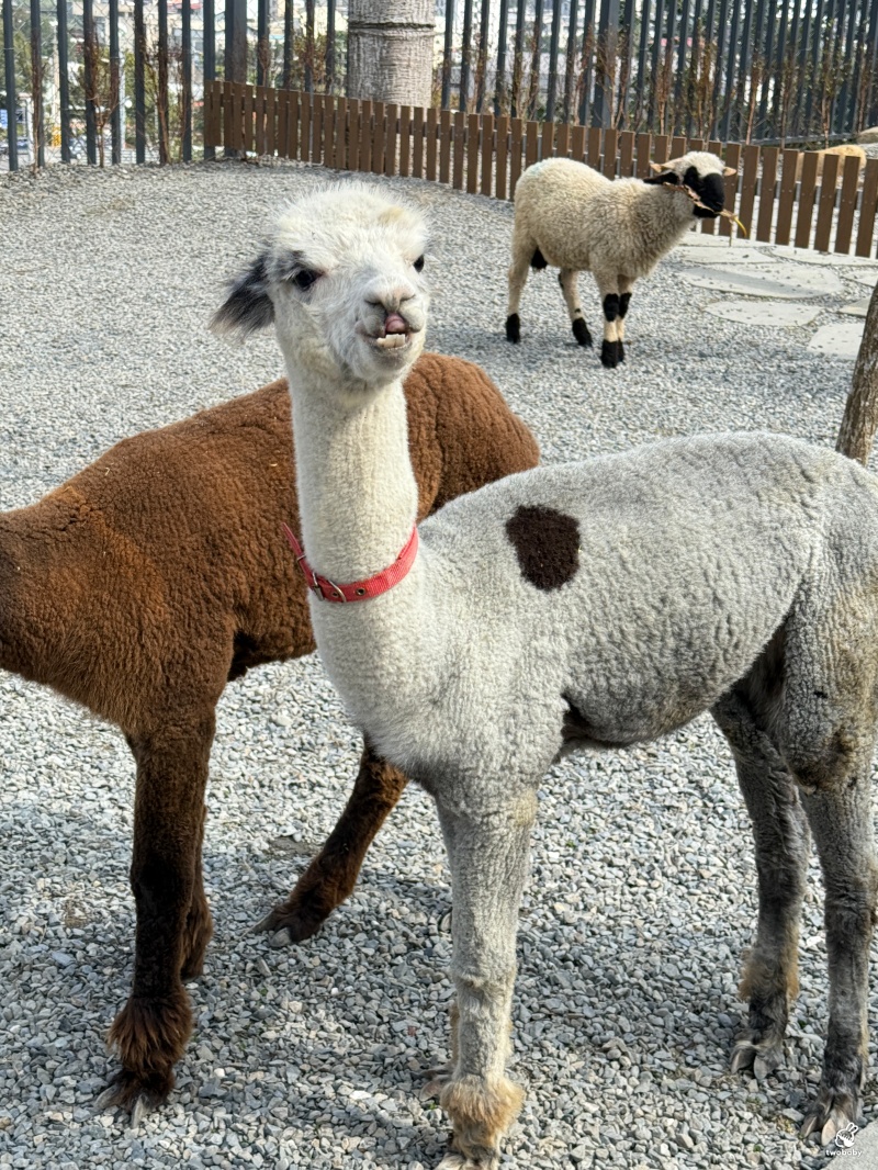 南投埔里景點｜水与松萌萌園 零距離跟可愛動物互動與餵食 門票還送小點心！ @兔貝比的菲比尋嚐