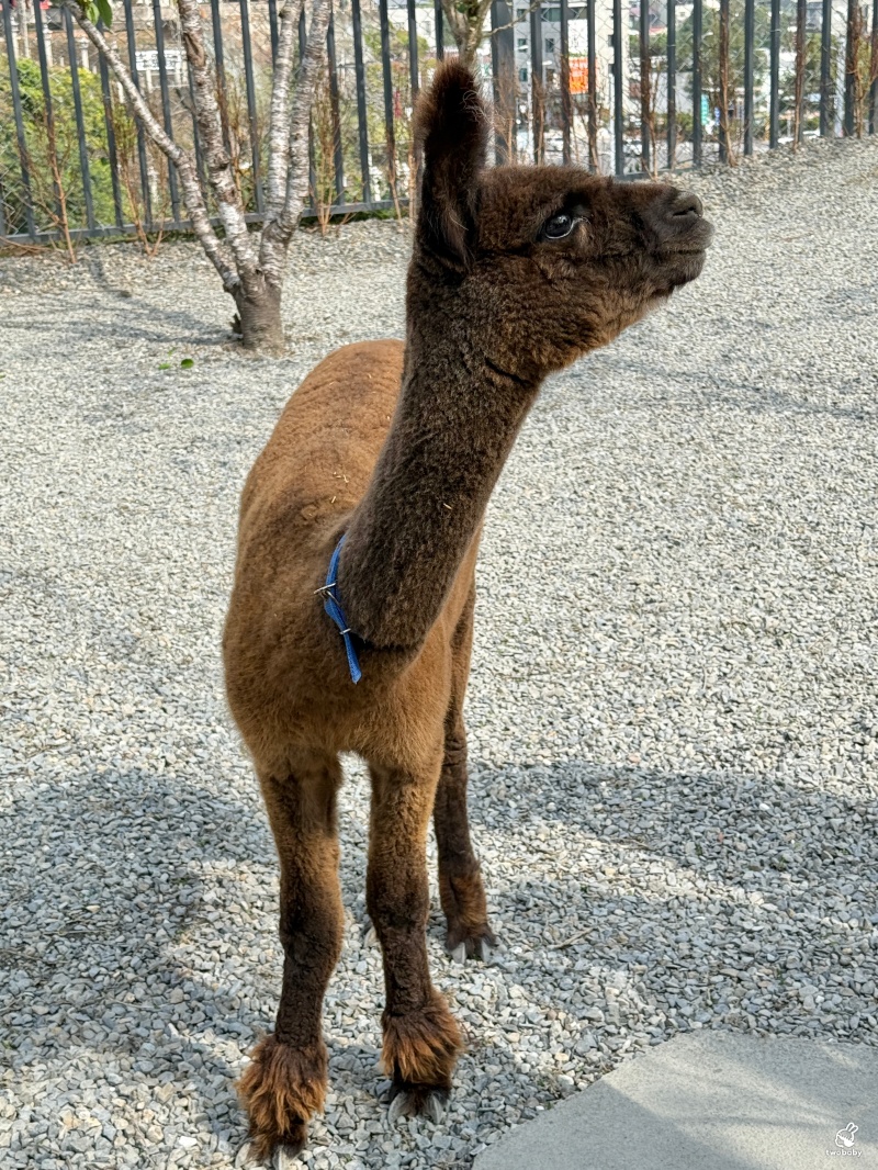 南投埔里景點|水与松萌萌園 零距離跟可愛動物互動與餵食 門票還送小點心! @兔貝比的菲比尋嚐 南投埔里景點|水与松萌萌園 零距離跟可愛動物互動與餵食 門票還送小點心! @兔貝比的菲比尋嚐