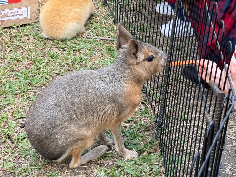 南投埔里景點｜水与松萌萌園 零距離跟可愛動物互動與餵食 門票還送小點心！ @兔貝比的菲比尋嚐