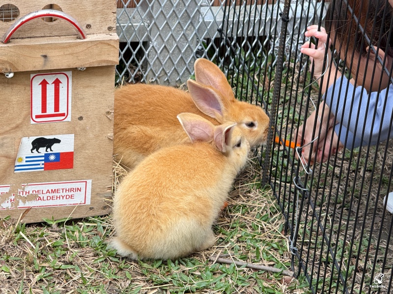 南投埔里景點|水与松萌萌園 零距離跟可愛動物互動與餵食 門票還送小點心! @兔貝比的菲比尋嚐 南投埔里景點|水与松萌萌園 零距離跟可愛動物互動與餵食 門票還送小點心! @兔貝比的菲比尋嚐