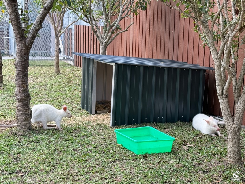 南投埔里景點|水与松萌萌園 零距離跟可愛動物互動與餵食 門票還送小點心! @兔貝比的菲比尋嚐 南投埔里景點|水与松萌萌園 零距離跟可愛動物互動與餵食 門票還送小點心! @兔貝比的菲比尋嚐