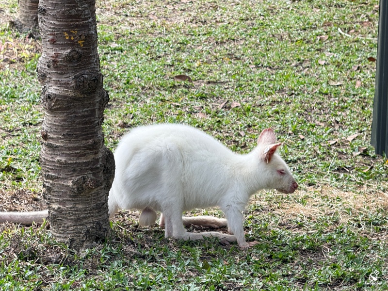 南投埔里景點|水与松萌萌園 零距離跟可愛動物互動與餵食 門票還送小點心! @兔貝比的菲比尋嚐 南投埔里景點|水与松萌萌園 零距離跟可愛動物互動與餵食 門票還送小點心! @兔貝比的菲比尋嚐
