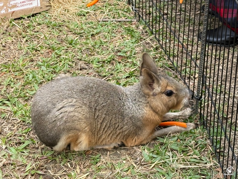 南投埔里景點｜水与松萌萌園 零距離跟可愛動物互動與餵食 門票還送小點心！ @兔貝比的菲比尋嚐