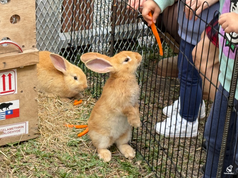 南投埔里景點｜水与松萌萌園 零距離跟可愛動物互動與餵食 門票還送小點心！ @兔貝比的菲比尋嚐