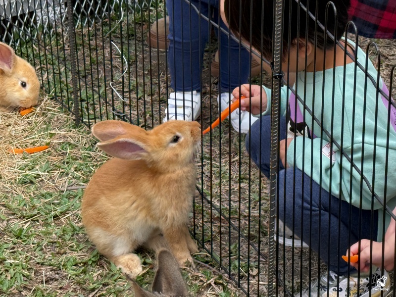 南投埔里景點｜水与松萌萌園 零距離跟可愛動物互動與餵食 門票還送小點心！ @兔貝比的菲比尋嚐