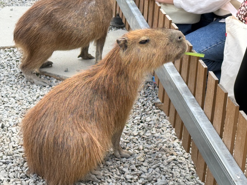 南投埔里景點|水与松萌萌園 零距離跟可愛動物互動與餵食 門票還送小點心! @兔貝比的菲比尋嚐 南投埔里景點|水与松萌萌園 零距離跟可愛動物互動與餵食 門票還送小點心! @兔貝比的菲比尋嚐