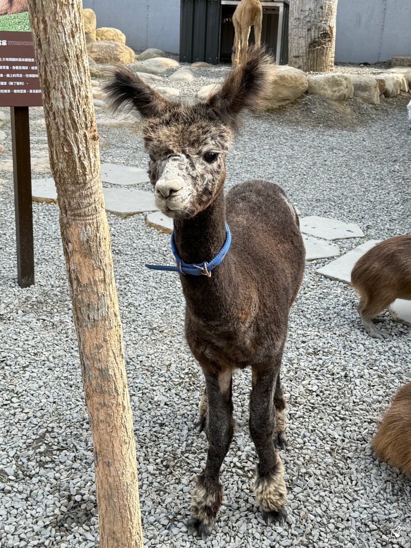 南投埔里景點｜水与松萌萌園 零距離跟可愛動物互動與餵食 門票還送小點心！ @兔貝比的菲比尋嚐