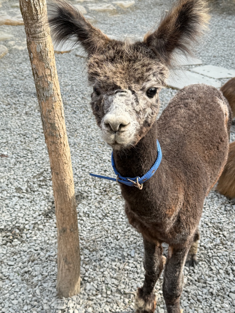 南投埔里景點|水与松萌萌園 零距離跟可愛動物互動與餵食 門票還送小點心! @兔貝比的菲比尋嚐 南投埔里景點|水与松萌萌園 零距離跟可愛動物互動與餵食 門票還送小點心! @兔貝比的菲比尋嚐