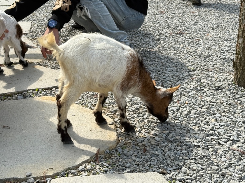 南投埔里景點|水与松萌萌園 零距離跟可愛動物互動與餵食 門票還送小點心! @兔貝比的菲比尋嚐 南投埔里景點|水与松萌萌園 零距離跟可愛動物互動與餵食 門票還送小點心! @兔貝比的菲比尋嚐