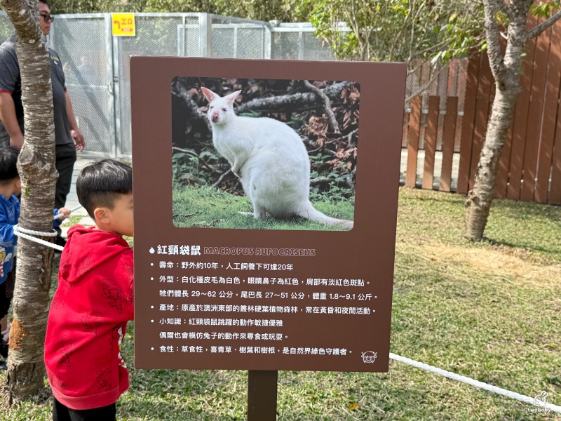 南投埔里景點|水与松萌萌園 零距離跟可愛動物互動與餵食 門票還送小點心! @兔貝比的菲比尋嚐 南投埔里景點|水与松萌萌園 零距離跟可愛動物互動與餵食 門票還送小點心! @兔貝比的菲比尋嚐