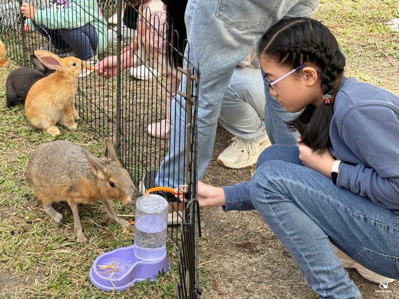 南投埔里景點|水与松萌萌園 零距離跟可愛動物互動與餵食 門票還送小點心! @兔貝比的菲比尋嚐 南投埔里景點|水与松萌萌園 零距離跟可愛動物互動與餵食 門票還送小點心! @兔貝比的菲比尋嚐