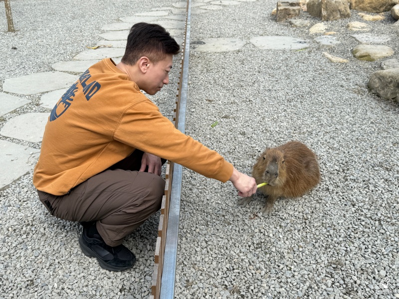 南投埔里景點|水与松萌萌園 零距離跟可愛動物互動與餵食 門票還送小點心! @兔貝比的菲比尋嚐 南投埔里景點|水与松萌萌園 零距離跟可愛動物互動與餵食 門票還送小點心! @兔貝比的菲比尋嚐