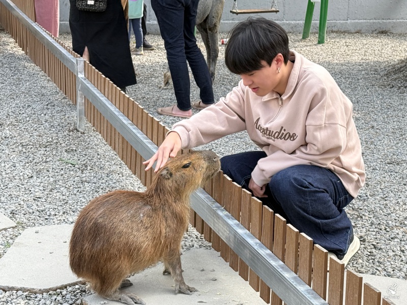 南投埔里景點|水与松萌萌園 零距離跟可愛動物互動與餵食 門票還送小點心! @兔貝比的菲比尋嚐 南投埔里景點|水与松萌萌園 零距離跟可愛動物互動與餵食 門票還送小點心! @兔貝比的菲比尋嚐