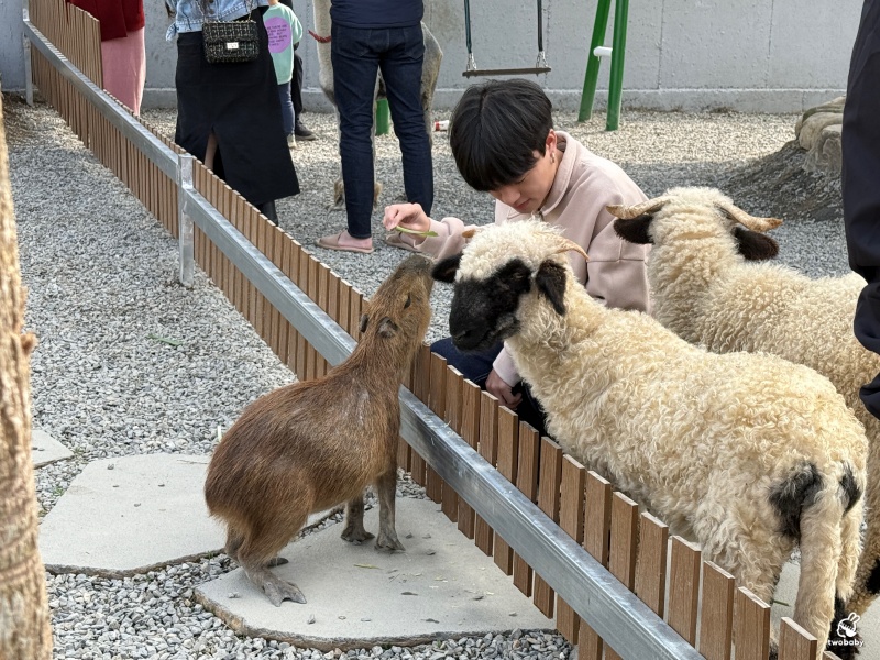 南投埔里景點｜水与松萌萌園 零距離跟可愛動物互動與餵食 門票還送小點心！ @兔貝比的菲比尋嚐