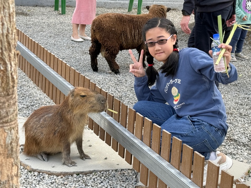 南投埔里景點|水与松萌萌園 零距離跟可愛動物互動與餵食 門票還送小點心! @兔貝比的菲比尋嚐 南投埔里景點|水与松萌萌園 零距離跟可愛動物互動與餵食 門票還送小點心! @兔貝比的菲比尋嚐