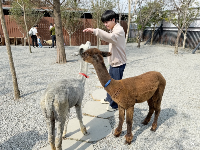 南投埔里景點｜水与松萌萌園 零距離跟可愛動物互動與餵食 門票還送小點心！ @兔貝比的菲比尋嚐