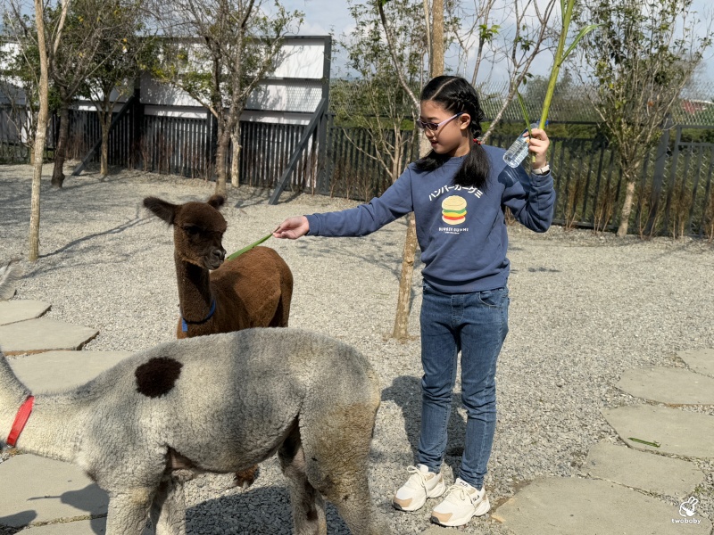 南投埔里景點｜水与松萌萌園 零距離跟可愛動物互動與餵食 門票還送小點心！ @兔貝比的菲比尋嚐