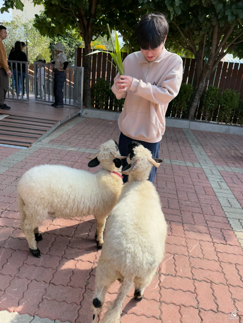 南投埔里景點|水与松萌萌園 零距離跟可愛動物互動與餵食 門票還送小點心! @兔貝比的菲比尋嚐 南投埔里景點|水与松萌萌園 零距離跟可愛動物互動與餵食 門票還送小點心! @兔貝比的菲比尋嚐