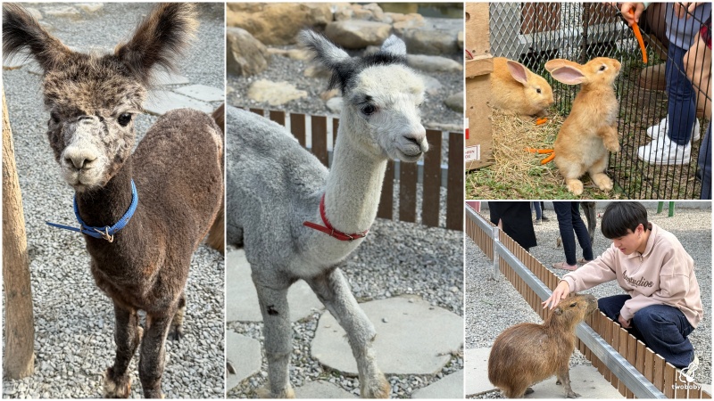 南投埔里景點｜水与松萌萌園 零距離跟可愛動物互動與餵食 門票還送小點心！ @兔貝比的菲比尋嚐
