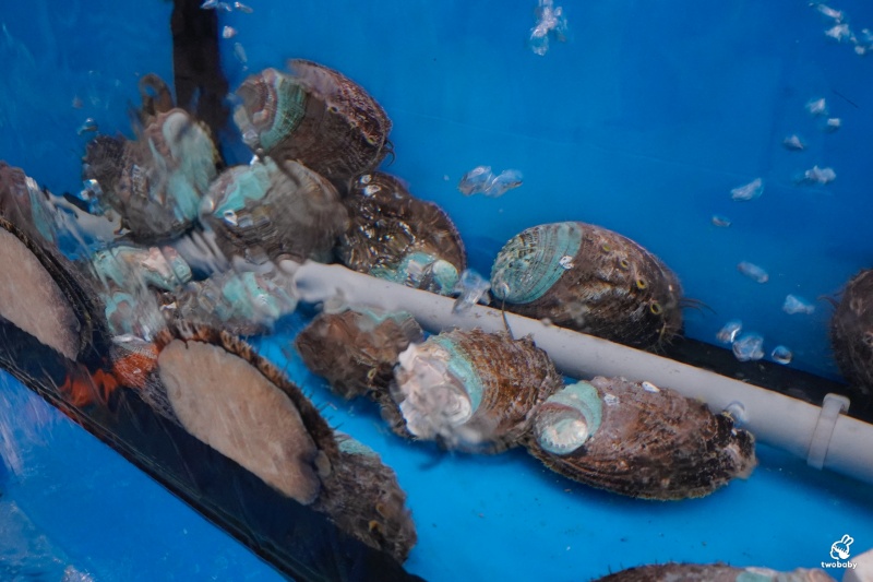 【基隆海鮮桌菜推薦】帝龍海產餐廳｜現撈海鮮好吃份量大 龍蝦三明治必點、蒜泥鮑魚板條、生菜蝦鬆 單點合菜都有 還有免費停車場 @兔貝比的菲比尋嚐