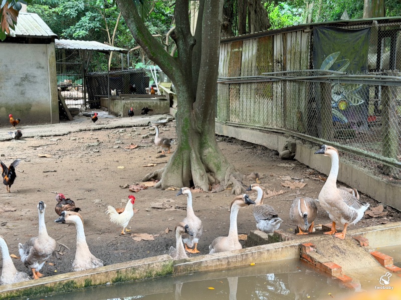 台灣水牛城｜苗栗免費親子景點推薦！磚窯雞、合菜聚餐、看動物一次滿足，佔地超大免門票玩整天！ @兔貝比的菲比尋嚐