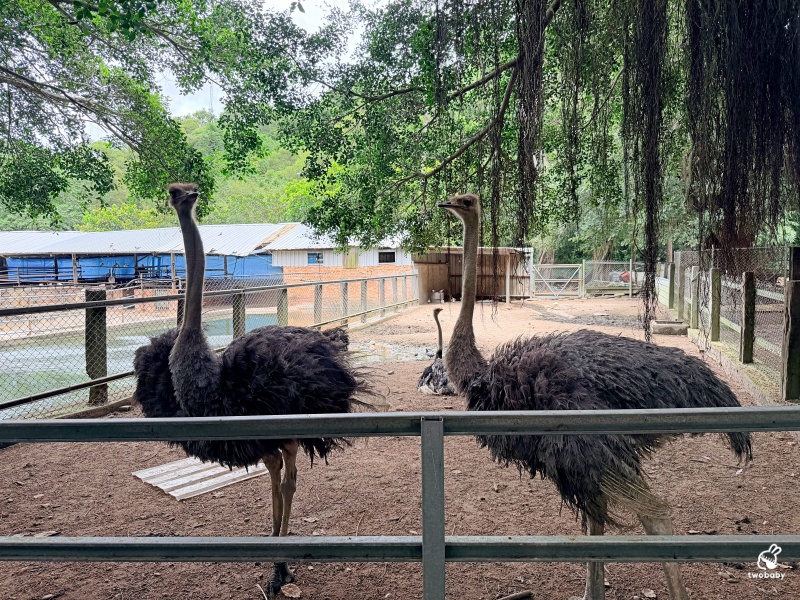 台灣水牛城｜苗栗免費親子景點推薦！磚窯雞、合菜聚餐、看動物一次滿足，佔地超大免門票玩整天！ @兔貝比的菲比尋嚐